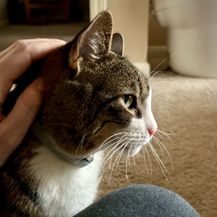 Meows With Molly