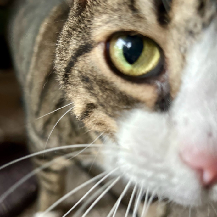Meows With Molly