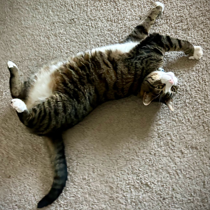 Meows With Molly