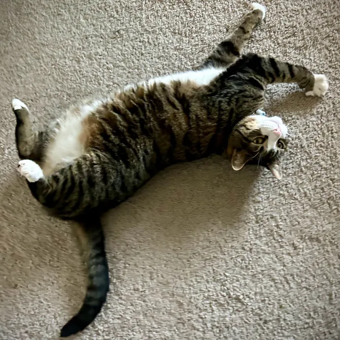 Meows With Molly