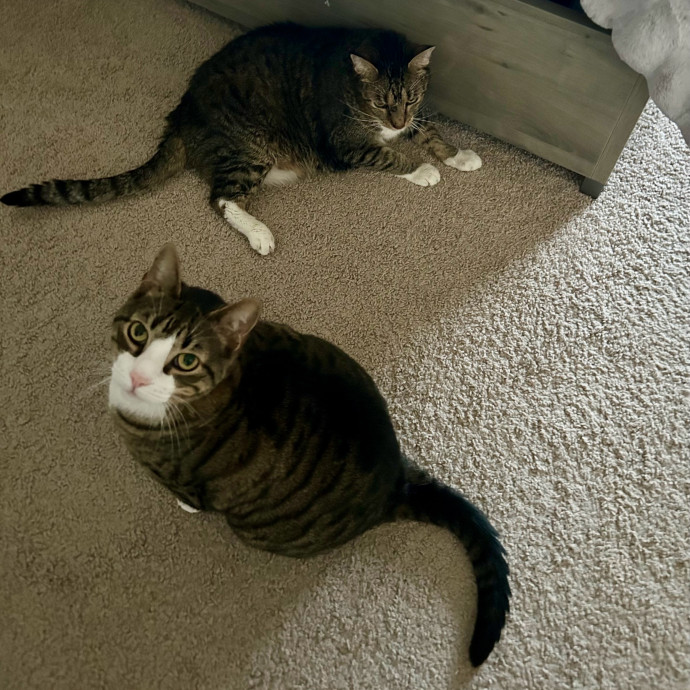Meows With Molly