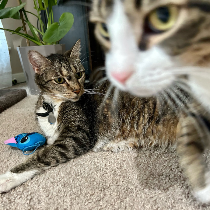 Meows With Molly