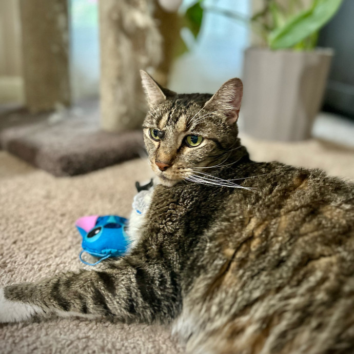 Meows With Molly