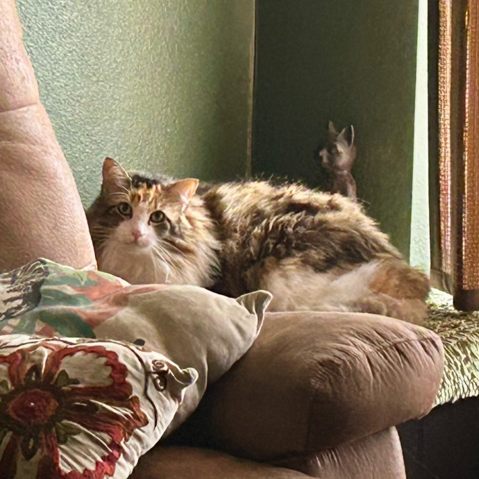 Meows With Molly