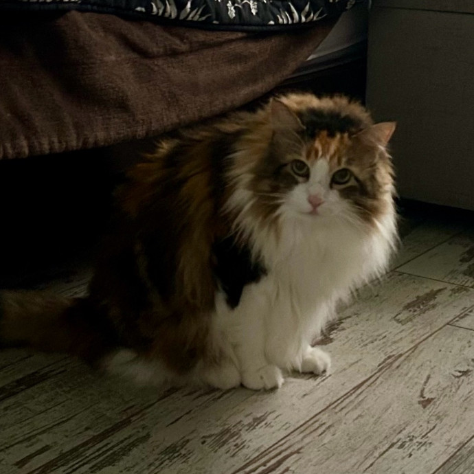 Meows With Molly
