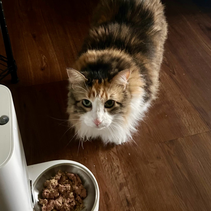 Meows With Molly