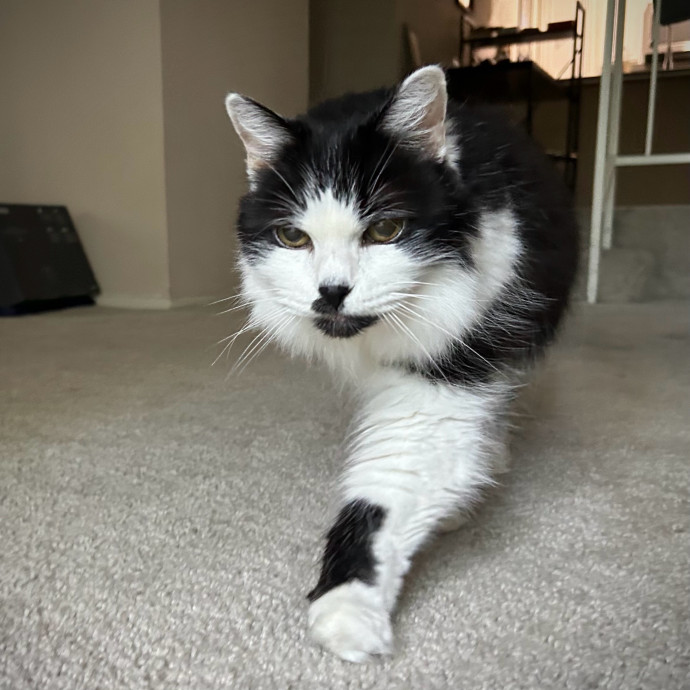 Meows With Molly