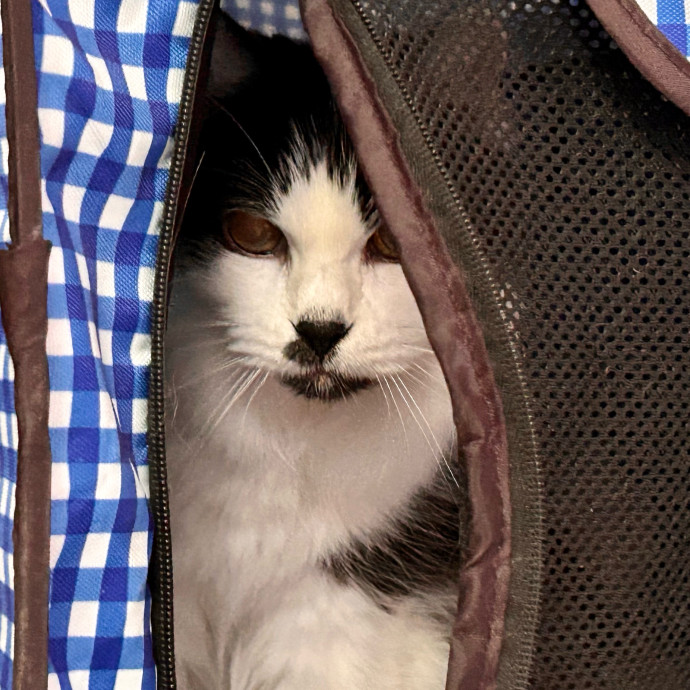 Meows With Molly