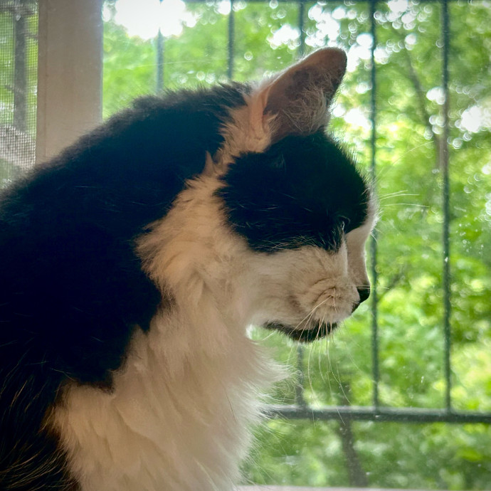 Meows With Molly