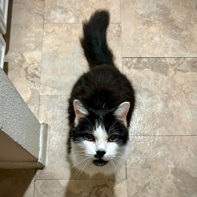 Meows With Molly