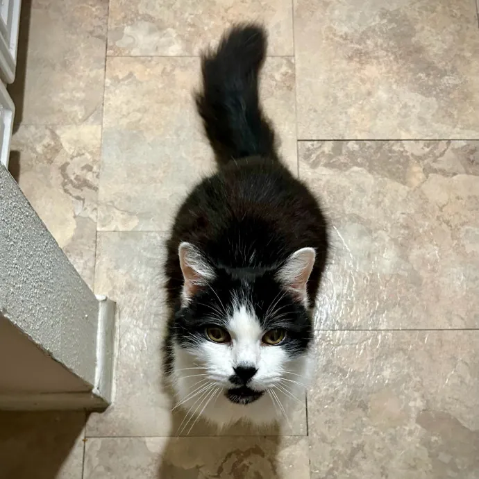 Meows With Molly