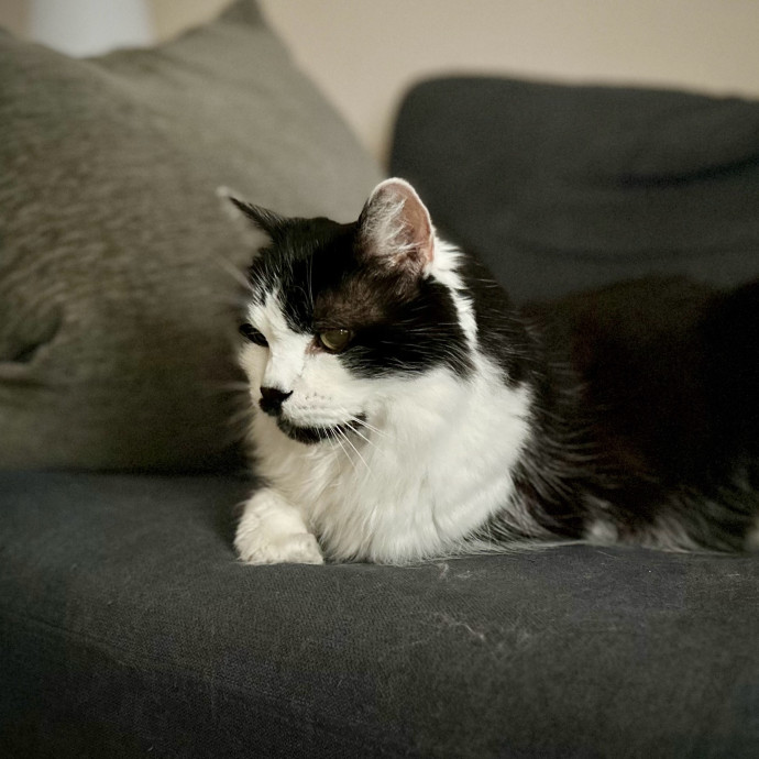 Meows With Molly