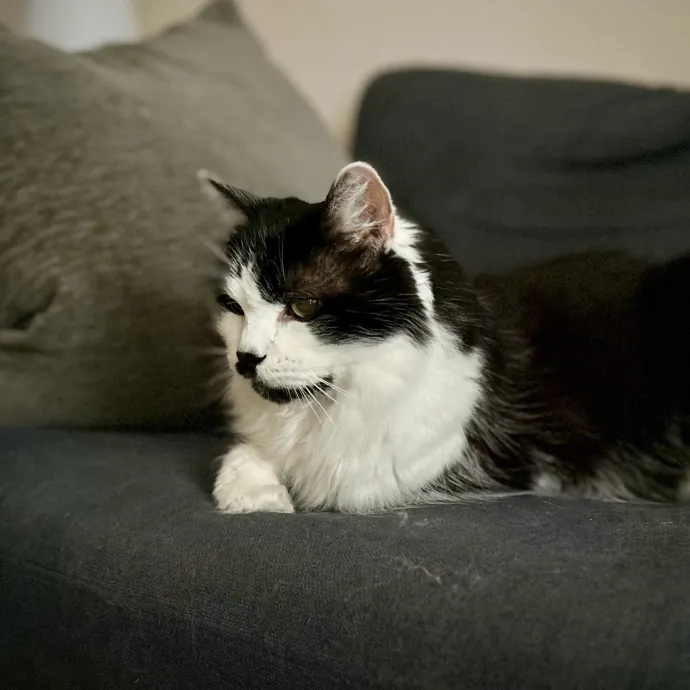 Meows With Molly