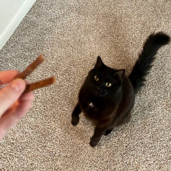 Meows With Molly
