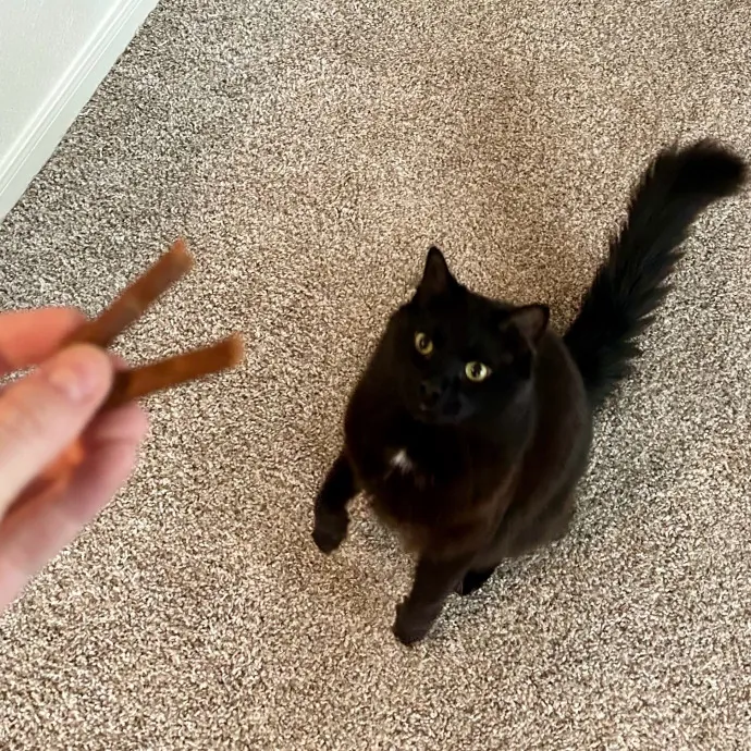Meows With Molly