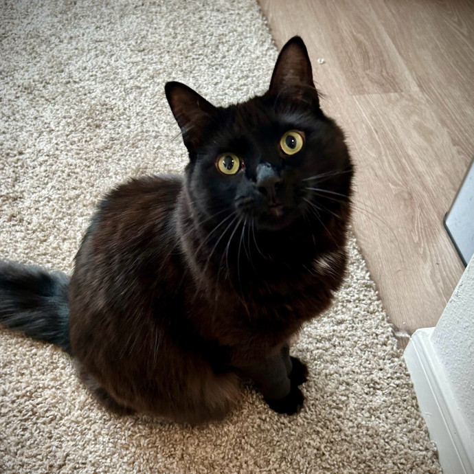 Meows With Molly
