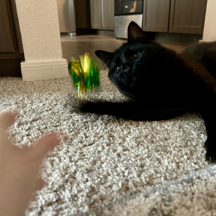 Meows With Molly