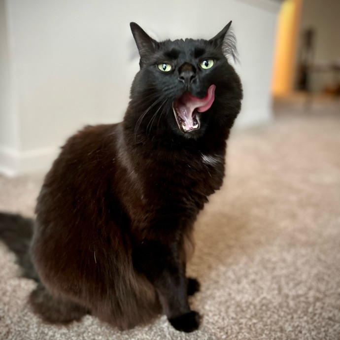 Meows With Molly