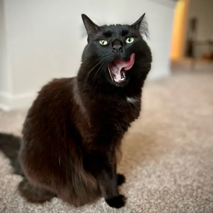 Meows With Molly