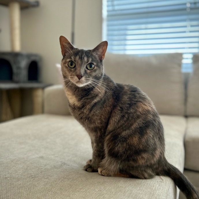 Meows With Molly