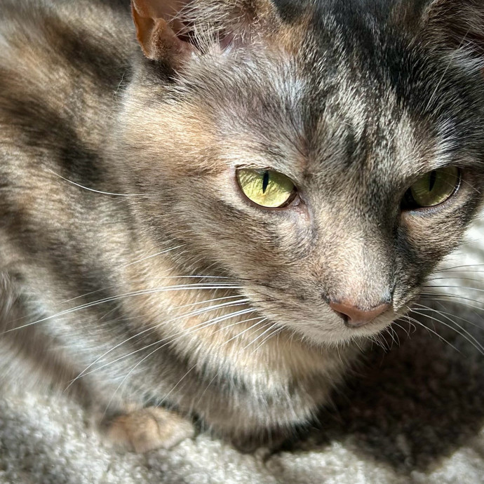 Meows With Molly