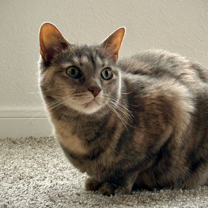 Meows With Molly