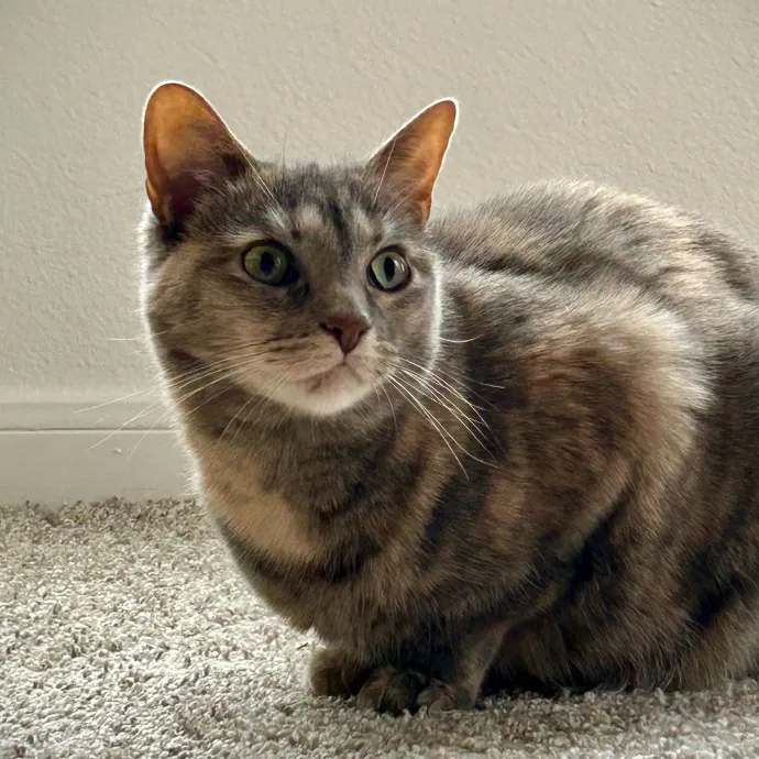 Meows With Molly