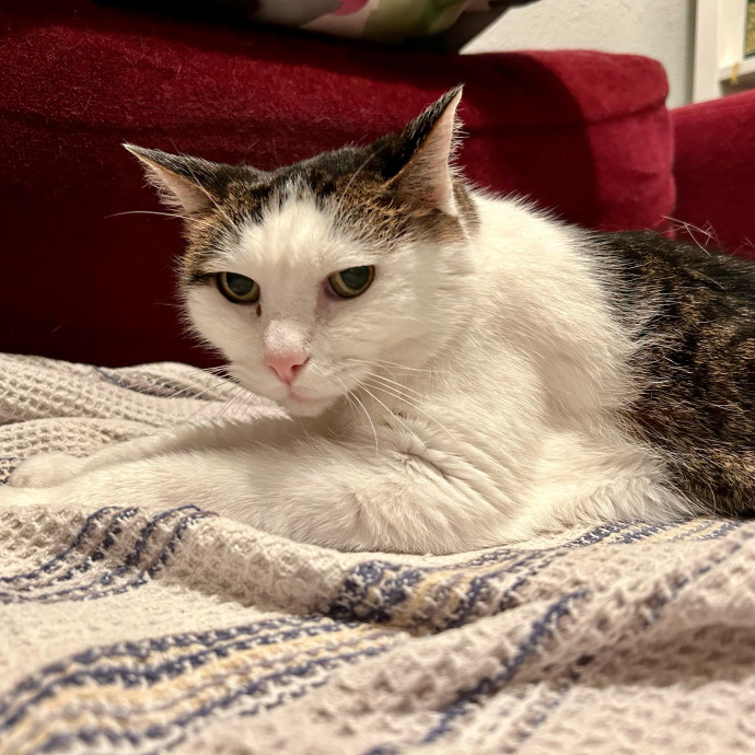Meows With Molly