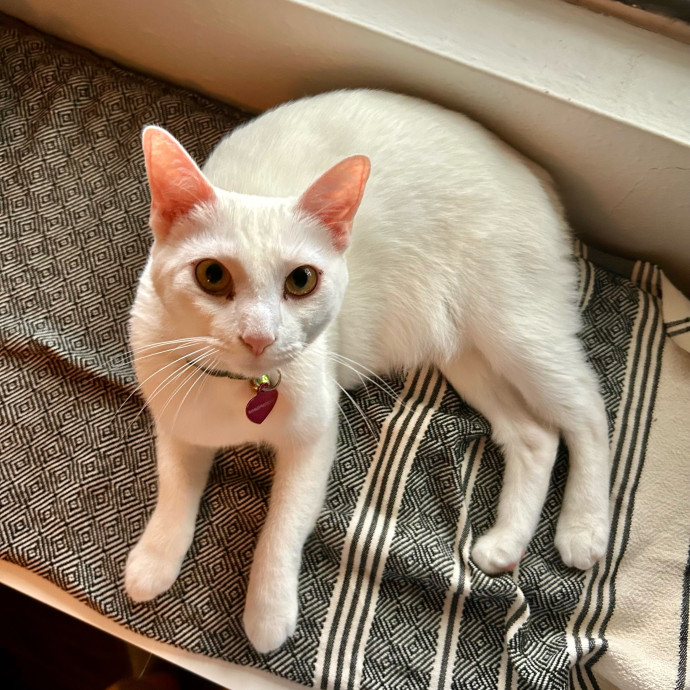Meows With Molly