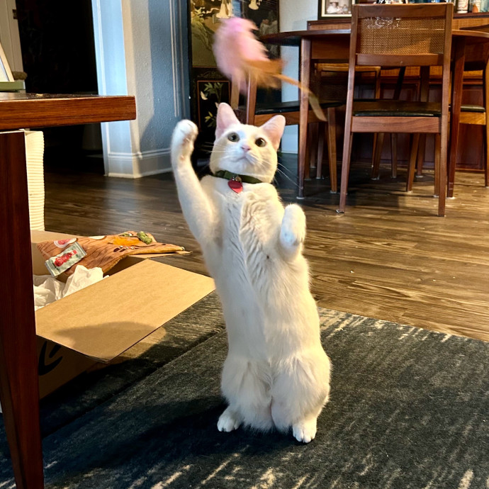 Meows With Molly