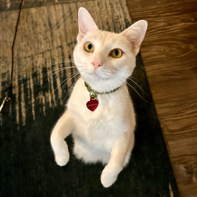 Meows With Molly