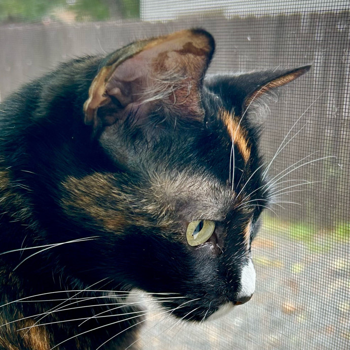Meows With Molly