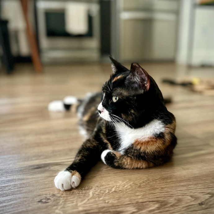 Meows With Molly