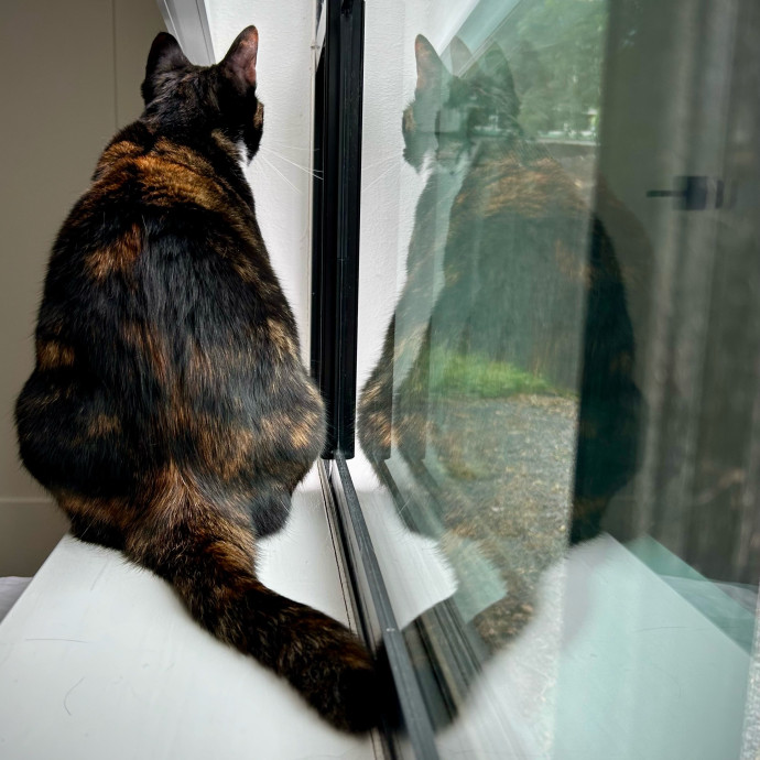 Meows With Molly
