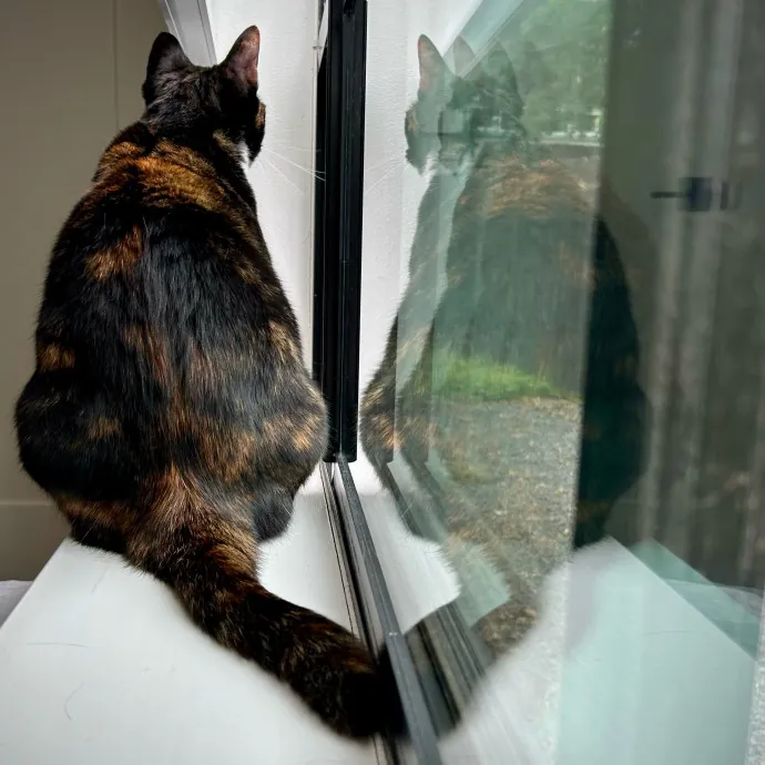 Meows With Molly