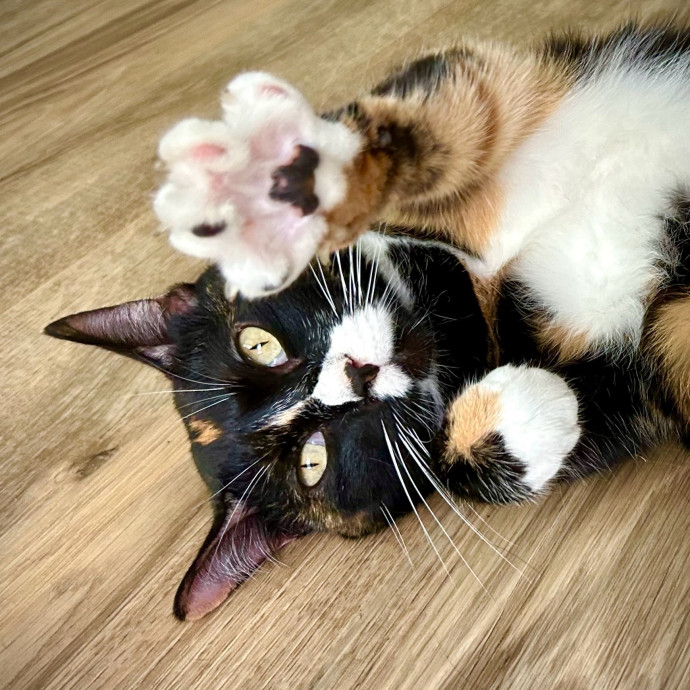 Meows With Molly