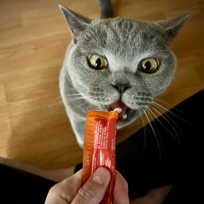 Meows With Molly