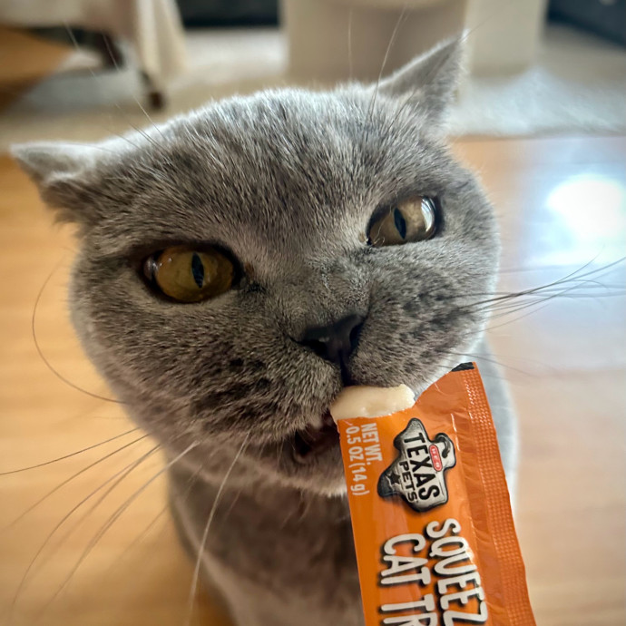 Meows With Molly