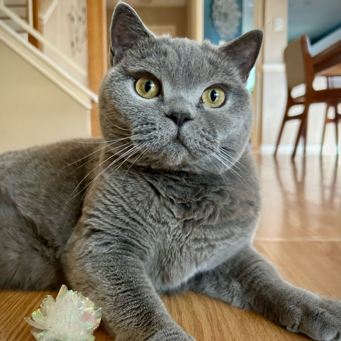 Meows With Molly