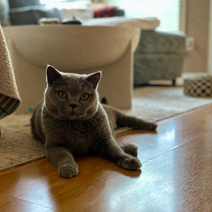 Meows With Molly