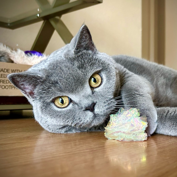 Meows With Molly