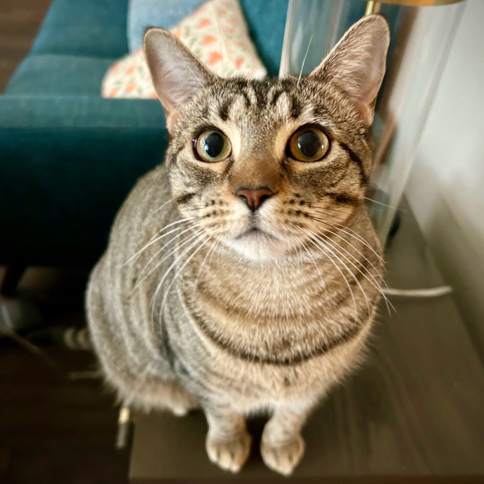 Meows With Molly