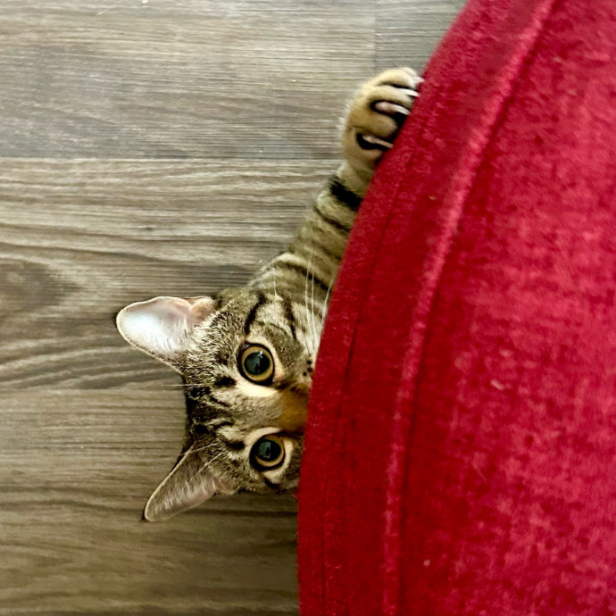 Meows With Molly