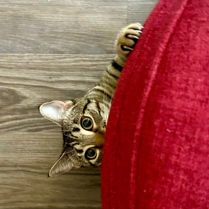 Meows With Molly