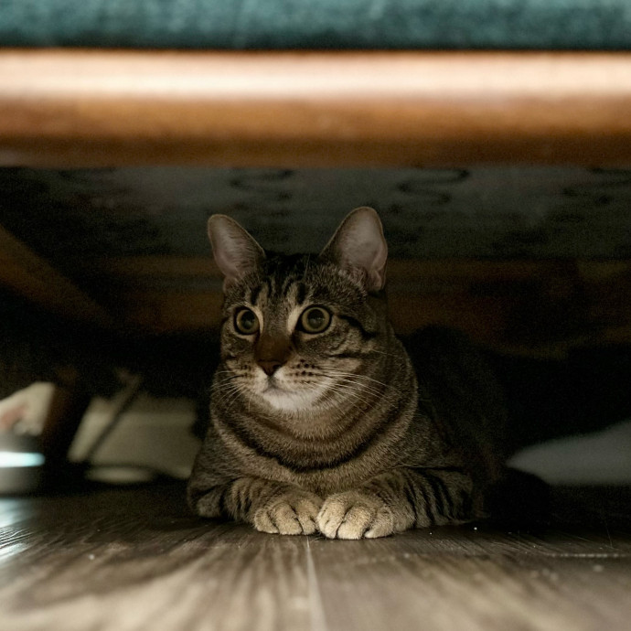 Meows With Molly