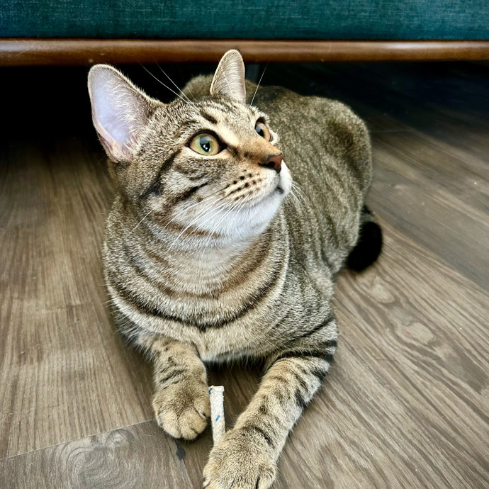 Meows With Molly