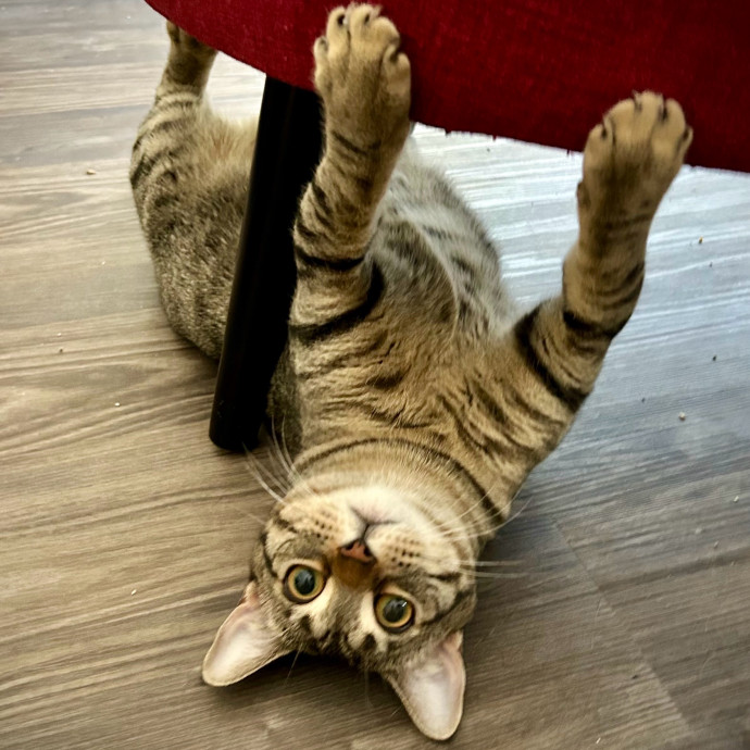 Meows With Molly