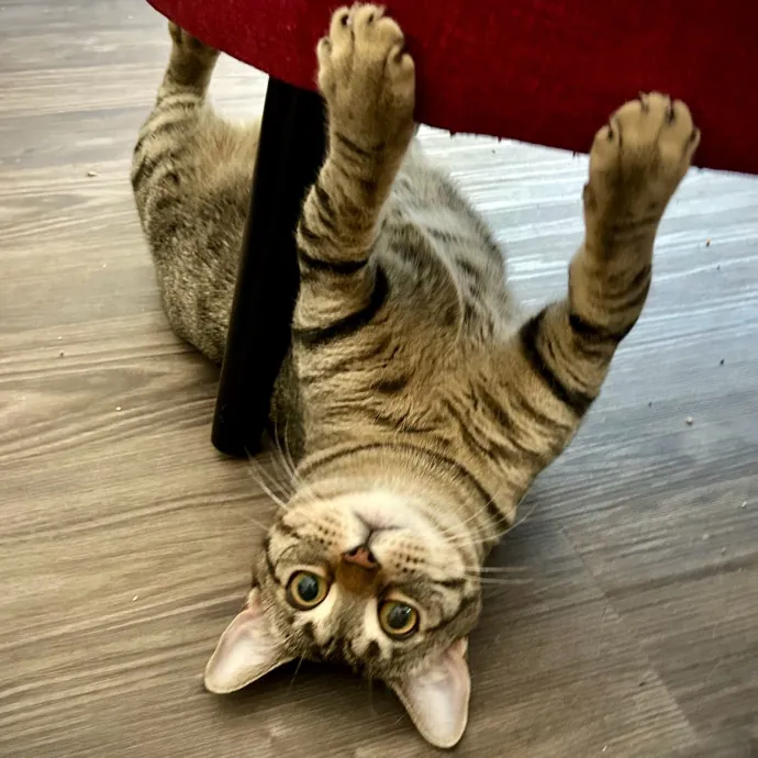 Meows With Molly