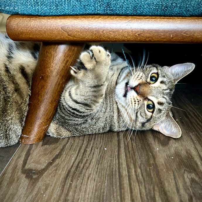 Meows With Molly