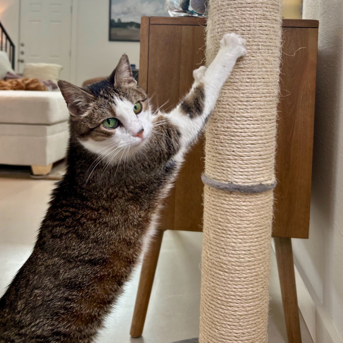 Meows With Molly